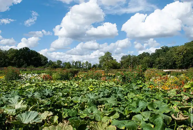 Прогулка по лучшему саду-огороду в окрестностях Парижа