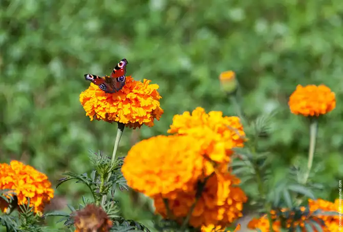 Прогулка по лучшему саду-огороду в окрестностях Парижа