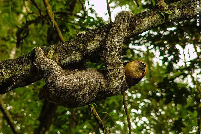 10 вещей, ради которых стоит посетить Гайану