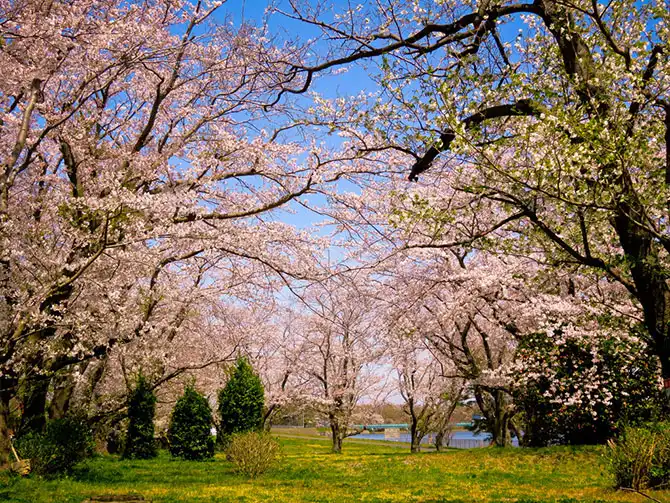 Как в Японии цветет сакура