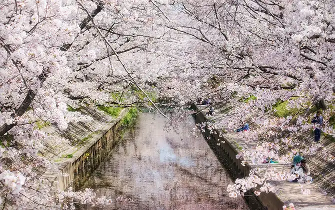 Как в Японии цветет сакура