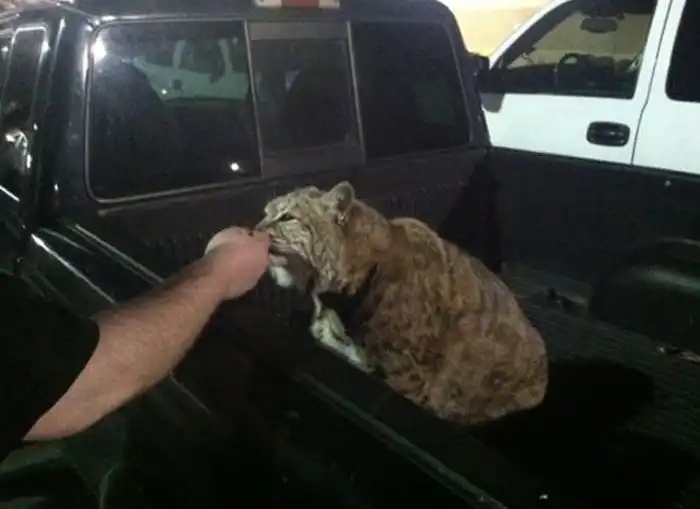 Лучшая противоугонная система для авто