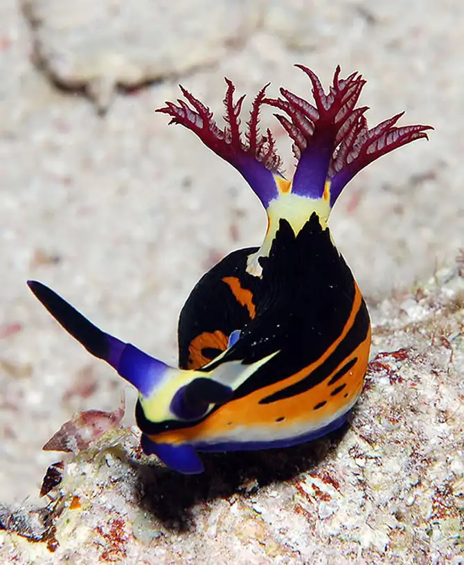 Подводные фотографии Вячеслава Плотникова