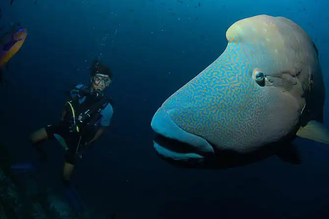 Подводные фотографии Вячеслава Плотникова