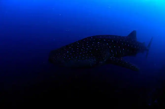 Подводные фотографии Вячеслава Плотникова