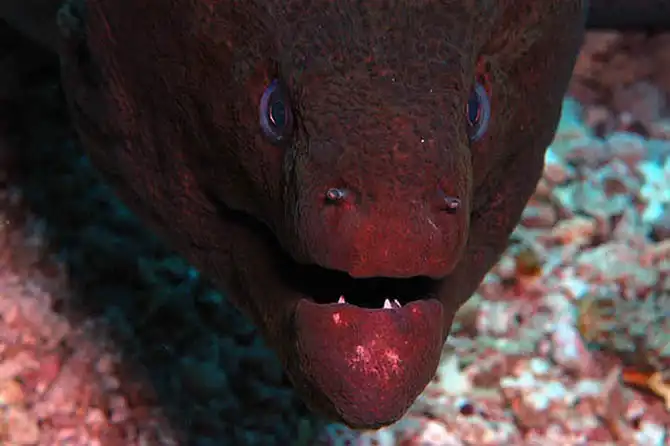 Подводные фотографии Вячеслава Плотникова