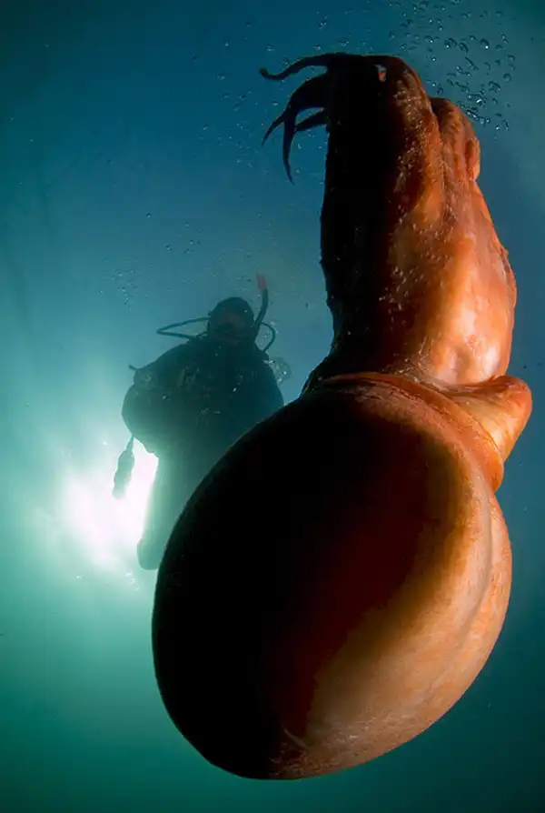 Подводные фотографии Вячеслава Плотникова