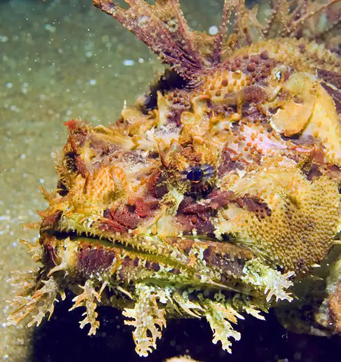 Подводные фотографии Вячеслава Плотникова