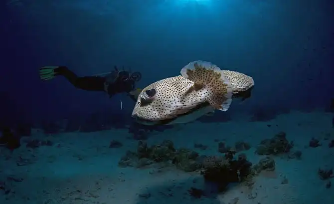 Подводные фотографии Вячеслава Плотникова