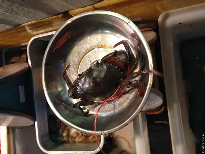 Тайская кухня – разнообразие вкусов в одной тарелке