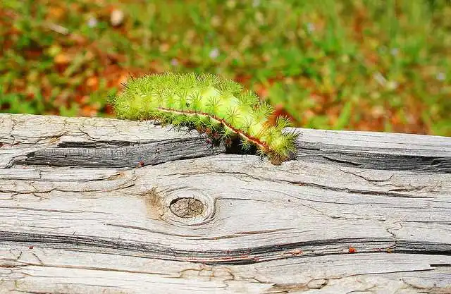 15 очаровательных гусениц, которых вам не захочется потрогать