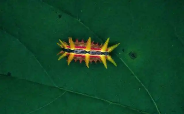 15 очаровательных гусениц, которых вам не захочется потрогать
