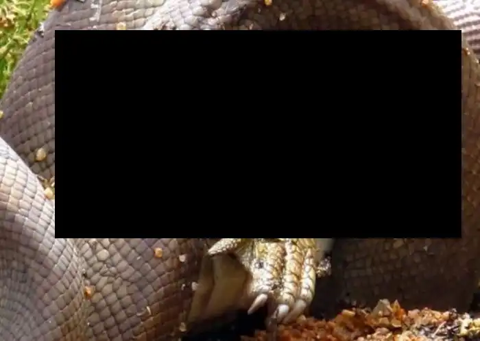 Смертельная схватка хищников: питон против крокодила