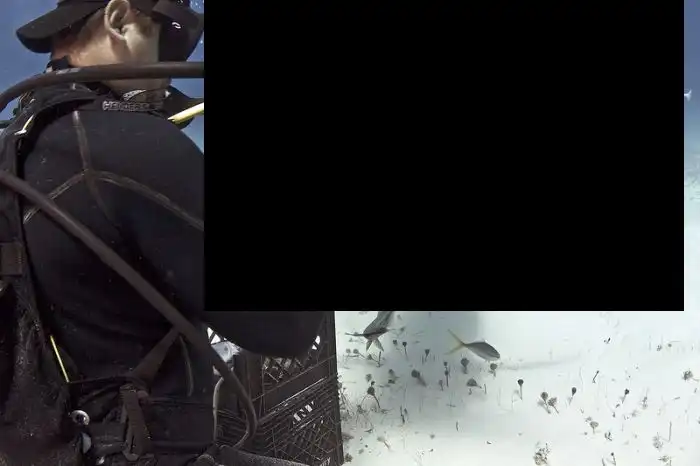 Кормление акулы-молота из рук аквалангиста