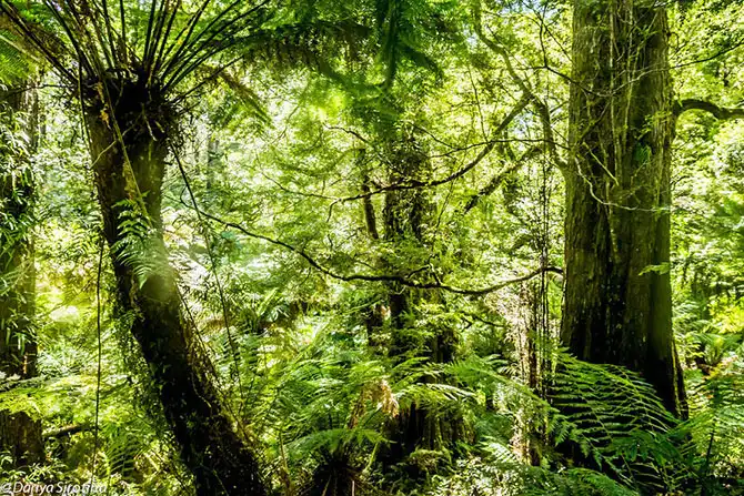 Путешествие по Великой Океанской дороге