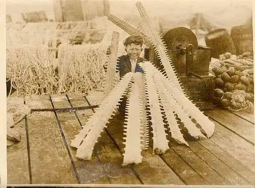 Скат-пилорыл или рыба-пила