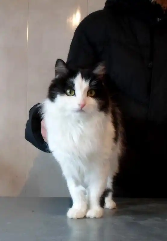 Отдам в хорошие руки кошку Мурку