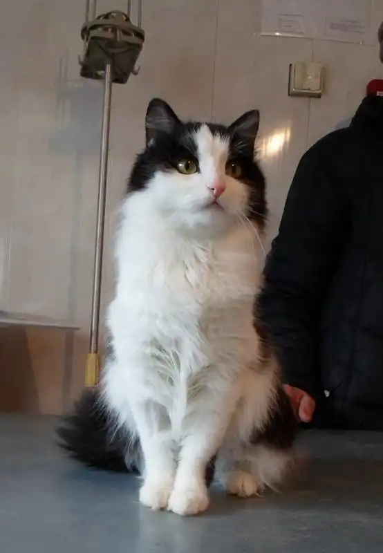 Отдам в хорошие руки кошку Мурку