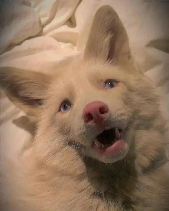 Розовая лисица