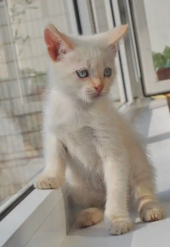 Отдам в хорошие руки котёнка