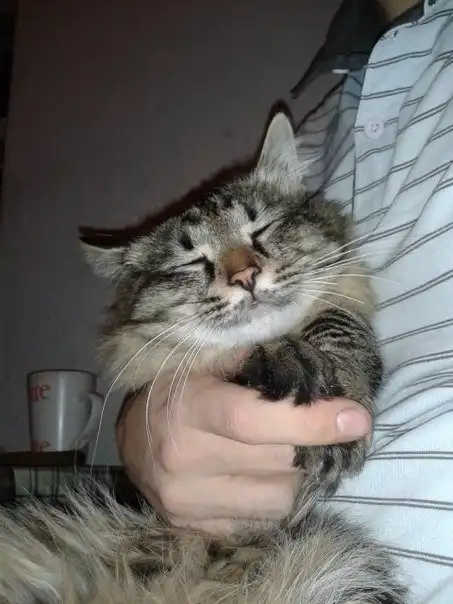 Кот Енот, 2 года, привит, кастрирован