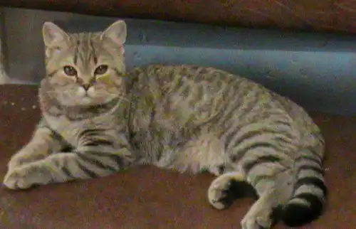 Красивый котик