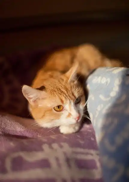 Два кота в поисках дома