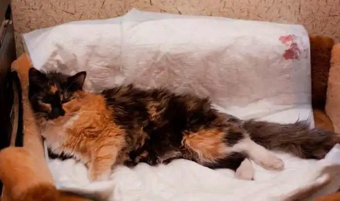 Новая жизнь сбитой кошки