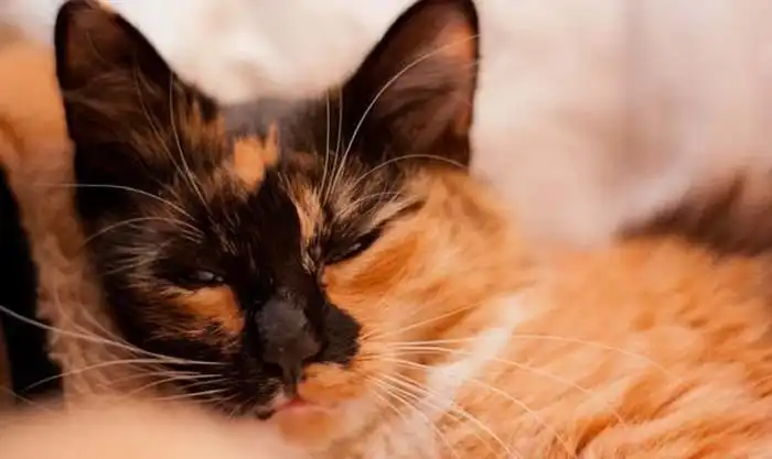 Новая жизнь сбитой кошки