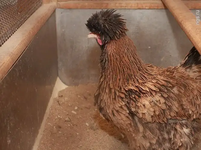 Как в Новосибирске делают ядерное топливо