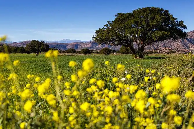 Бутафорский Голливуд и козы на деревьях
