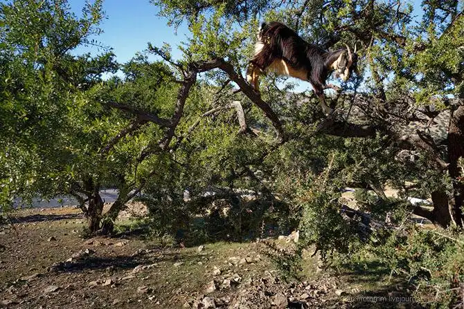 Бутафорский Голливуд и козы на деревьях