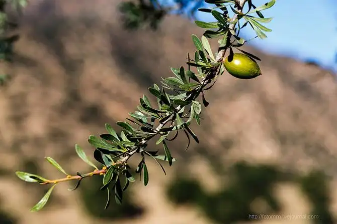 Бутафорский Голливуд и козы на деревьях