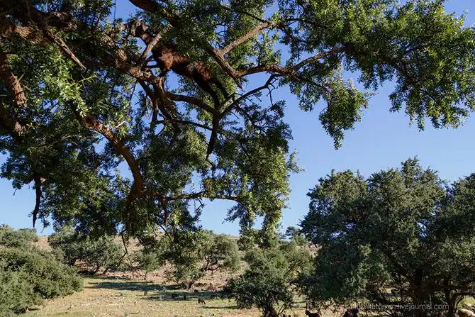 Бутафорский Голливуд и козы на деревьях