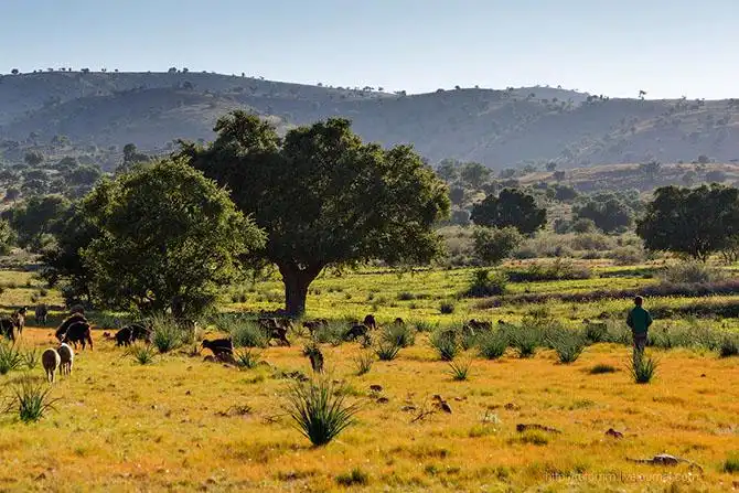 Бутафорский Голливуд и козы на деревьях