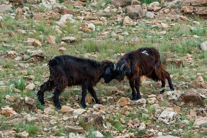 Бутафорский Голливуд и козы на деревьях