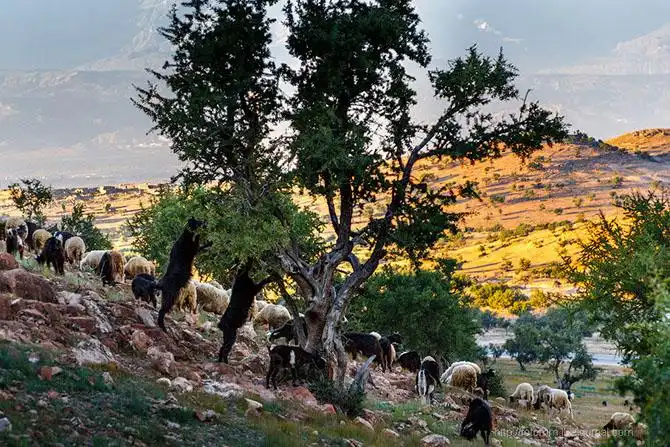 Бутафорский Голливуд и козы на деревьях