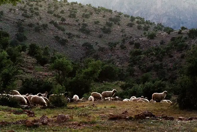 Бутафорский Голливуд и козы на деревьях