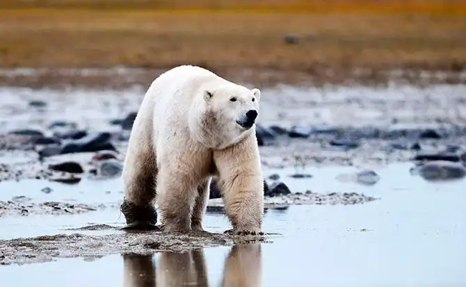 Где живут белые медведи