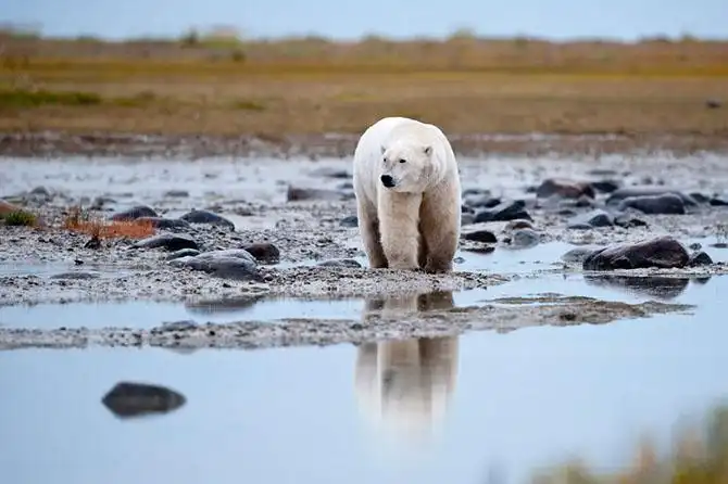 Где живут белые медведи