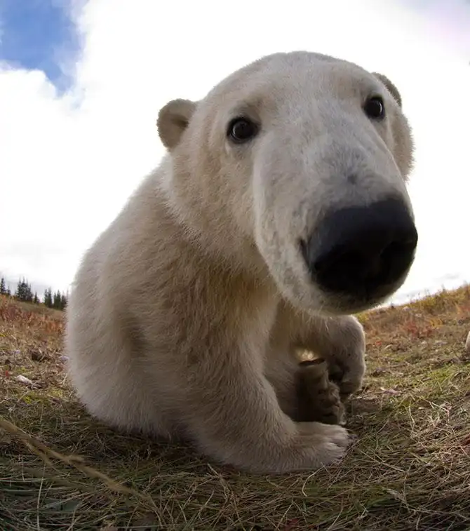 Где живут белые медведи
