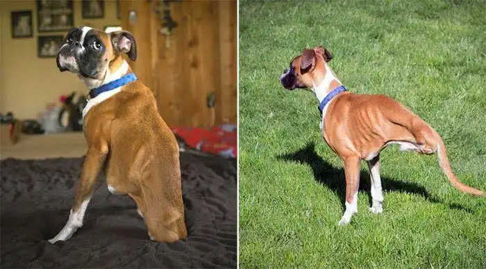 Животные, которые стали звездами интернета