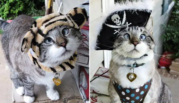 Животные, которые стали звездами интернета