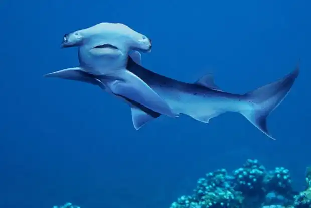 10 мест на планете, где можно встретить удивительных животных