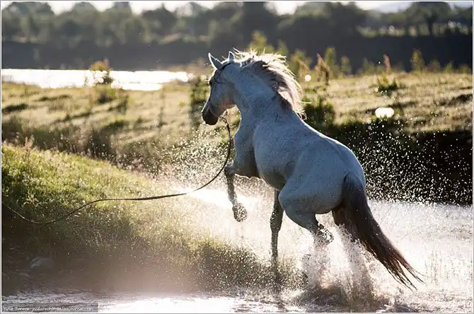 Путешествие в край волшебных скакунов