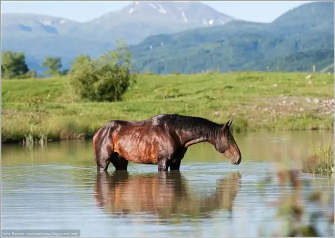 Путешествие в край волшебных скакунов