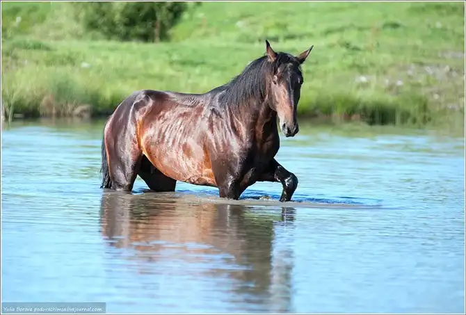Путешествие в край волшебных скакунов