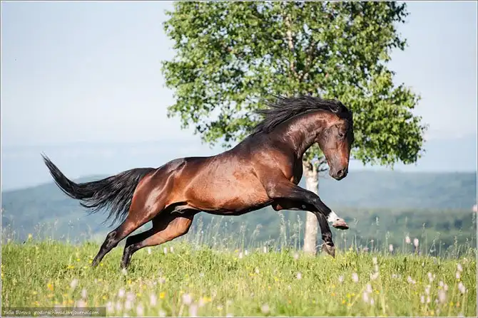 Путешествие в край волшебных скакунов