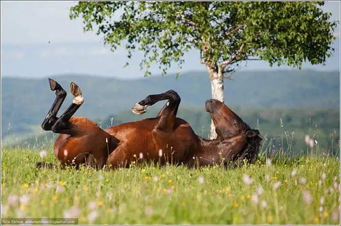 Путешествие в край волшебных скакунов