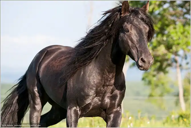 Путешествие в край волшебных скакунов